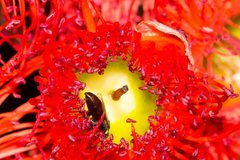 Hylaeus ruficeps ruficeps