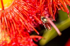 Hylaeus ruficeps ruficeps