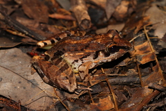 Victoria Grassland Frog photo 4