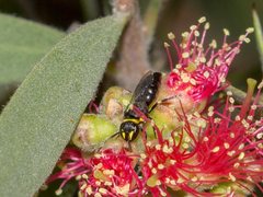 Hylaeus euxanthus