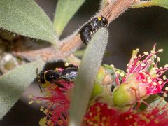 Hylaeus euxanthus