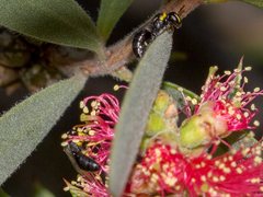 Hylaeus euxanthus