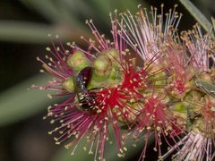 Hylaeus ruficeps ruficeps