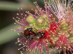 Hylaeus ruficeps ruficeps