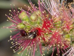 Hylaeus ruficeps ruficeps