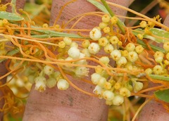 Cuscuta indecora