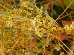 Cuscuta indecora