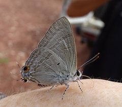 Hypolycaena phorbas