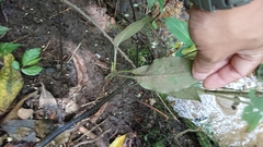Cryptostylis arachnites