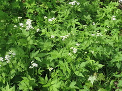 Cardamine leucantha