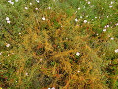 Cuscuta indecora