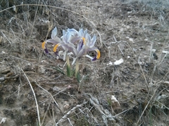 Iris persica
