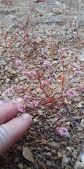 Eriogonum nortonii