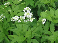 Cardamine leucantha