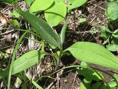 Cirsium vlassovianum
