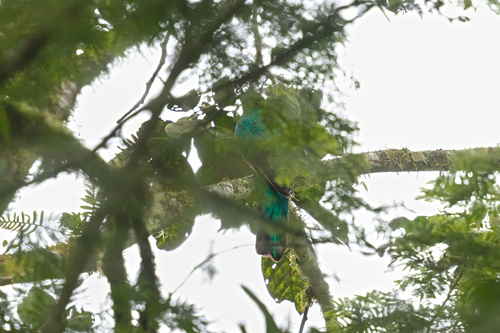 Quetzal doré (Pharomachrus auriceps)