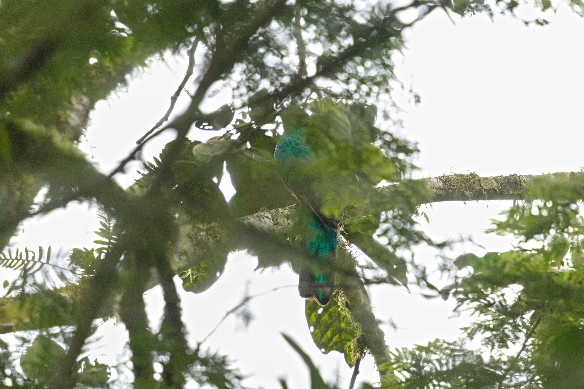 Golden-headed Quetzal illustration