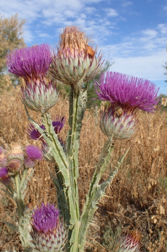 Onopordum nervosum Boiss.