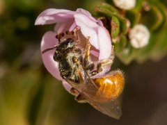Lasioglossum adustum