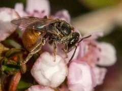 Lasioglossum adustum