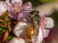 Lasioglossum adustum