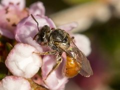 Lasioglossum adustum