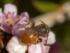 Lasioglossum adustum