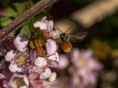 Lasioglossum adustum