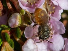 Lasioglossum adustum