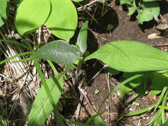 Cirsium vlassovianum