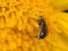 Lasioglossum sphecodoides