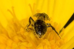 Lasioglossum sphecodoides