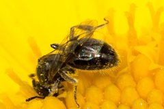 Lasioglossum sphecodoides