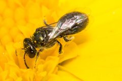Lasioglossum sphecodoides