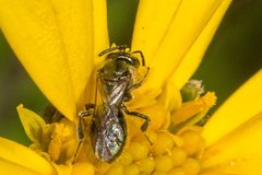 Lasioglossum sphecodoides