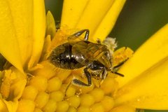 Lasioglossum sphecodoides