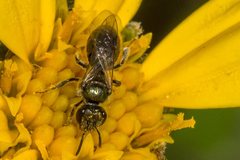 Lasioglossum sphecodoides