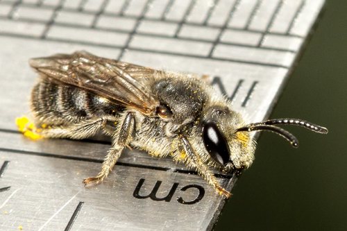 Lasioglossum lanarium (Smith, 1853)