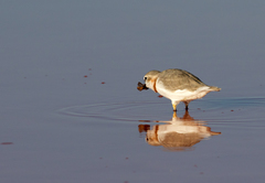 Charadrius pallidus