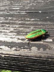 Buprestis aurulenta
