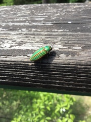 Buprestis aurulenta