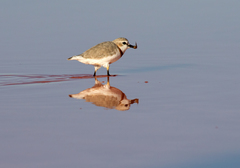 Charadrius pallidus