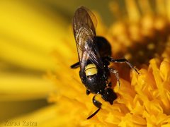 Amphylaeus obscuriceps