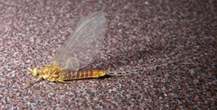 Ephemerella