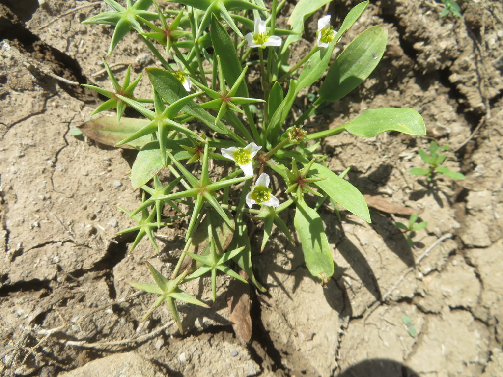 Damasonium polyspermum