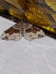 Xanthorhoe defensaria