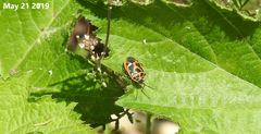 Eurydema