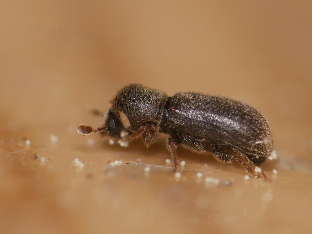 Ernoporicus fagi