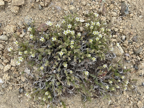 Image of Sabulina nuttallii by no rights reserved