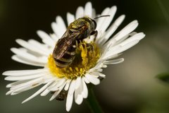 Lipotriches flavoviridis